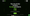 MagicVest